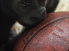 gorila-basket