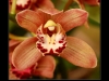 orchidej01