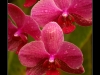 orchidej02
