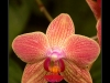 orchidej03