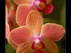 orchidej04